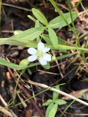 Moehringia