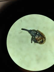 Anthonomus signatus