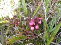 Vaccinium crenatum