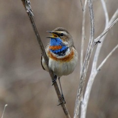 Luscinia svecica svecica