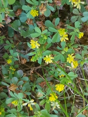 Trifolium dubium