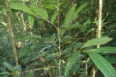 Guarea bullata