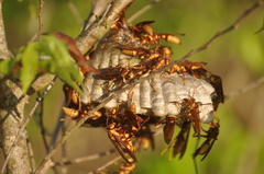 Polistes carnifex carnifex