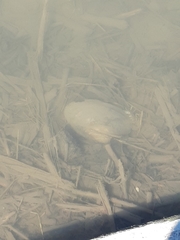 Unionoidea