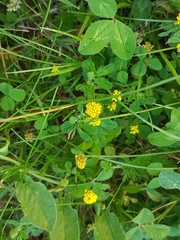 Trifolium dubium