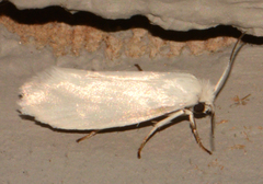 Prodoxus decipiens