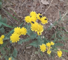 Tanacetum achilleifolium