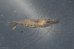 Palaemon modestus