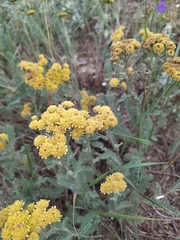 Tanacetum achilleifolium