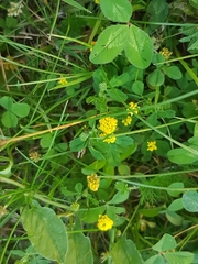 Trifolium dubium
