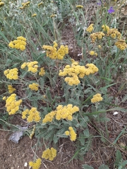Tanacetum achilleifolium