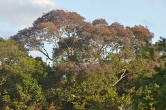 Bowdichia virgilioides