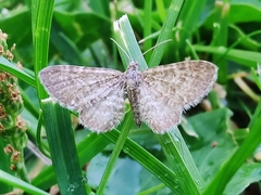 Eupithecia satyrata