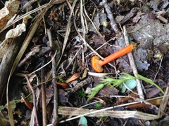 Mycena strobilinoidea