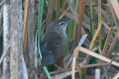 Bradypterus baboecala