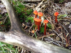 Mycena strobilinoidea