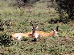 Nanger soemmerringii