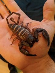 Scorpionoidea