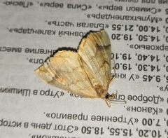 Eulithis mellinata