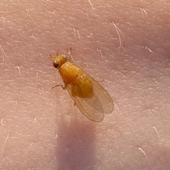 Lauxaniidae