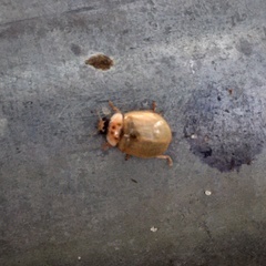 Adalia decempunctata