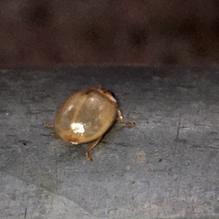 Adalia decempunctata