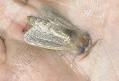 Phragmataecia castaneae