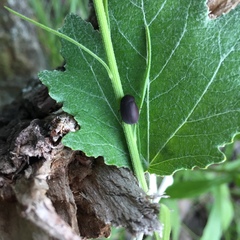 Maladera holosericea