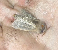 Phragmataecia castaneae