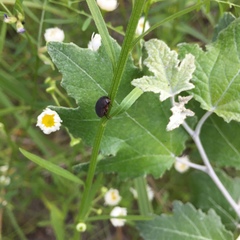 Maladera holosericea