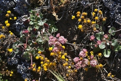 Eriogonum grande rubescens