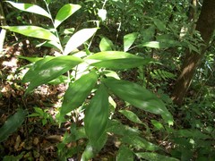 Chamaedorea oblongata