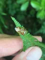 Elasmostethus interstinctus