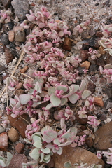 Atriplex saccaria