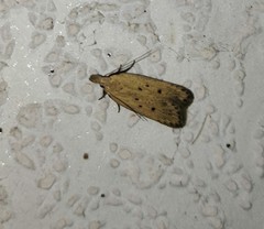 Nothris verbascella