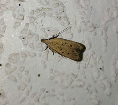 Nothris verbascella