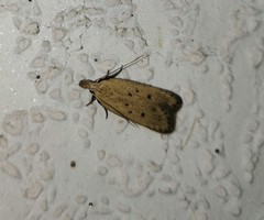 Nothris verbascella