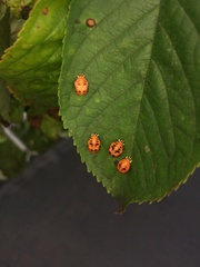 Coccinellini