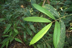 Guarea bullata