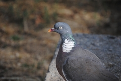 Columba palumbus