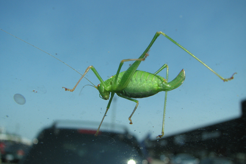 Speckled Bush-cricket photo 6