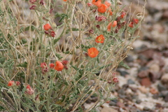 Sphaeralcea angustifolia