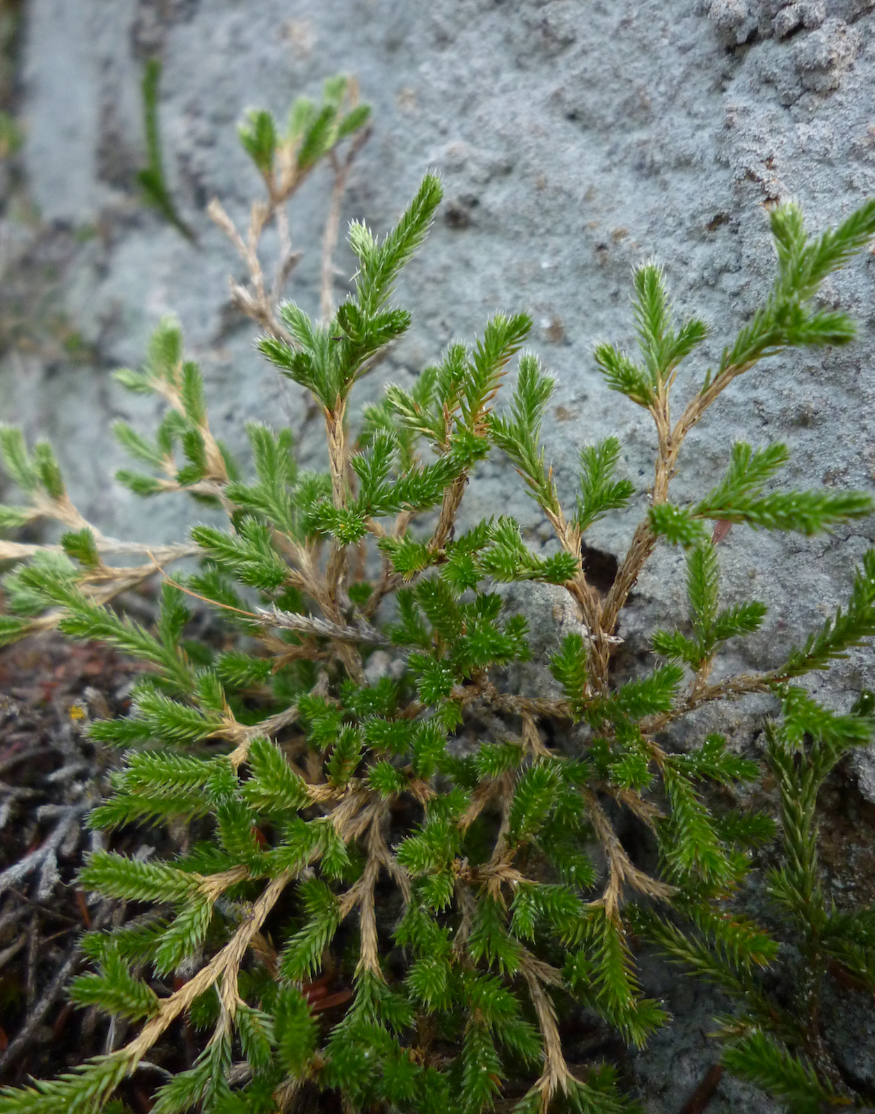 Selaginella bigelovii