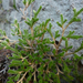 Selaginella bigelovii - Photo (c) randomtruth, alguns direitos reservados (CC BY-NC-SA)