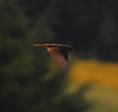 Phoenicurus ochruros