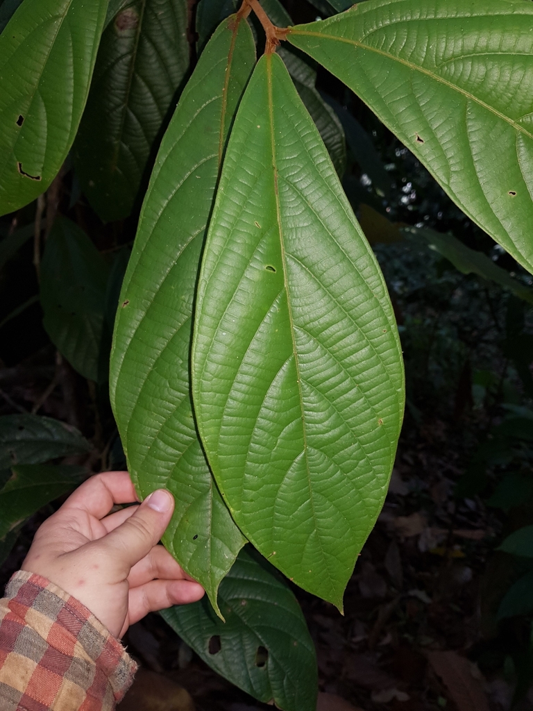 Ocotea mollifolia
