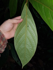 Ocotea mollifolia
