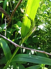 Lolium giganteum