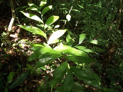 Chamaedorea oblongata