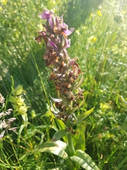 Dactylorhiza incarnata